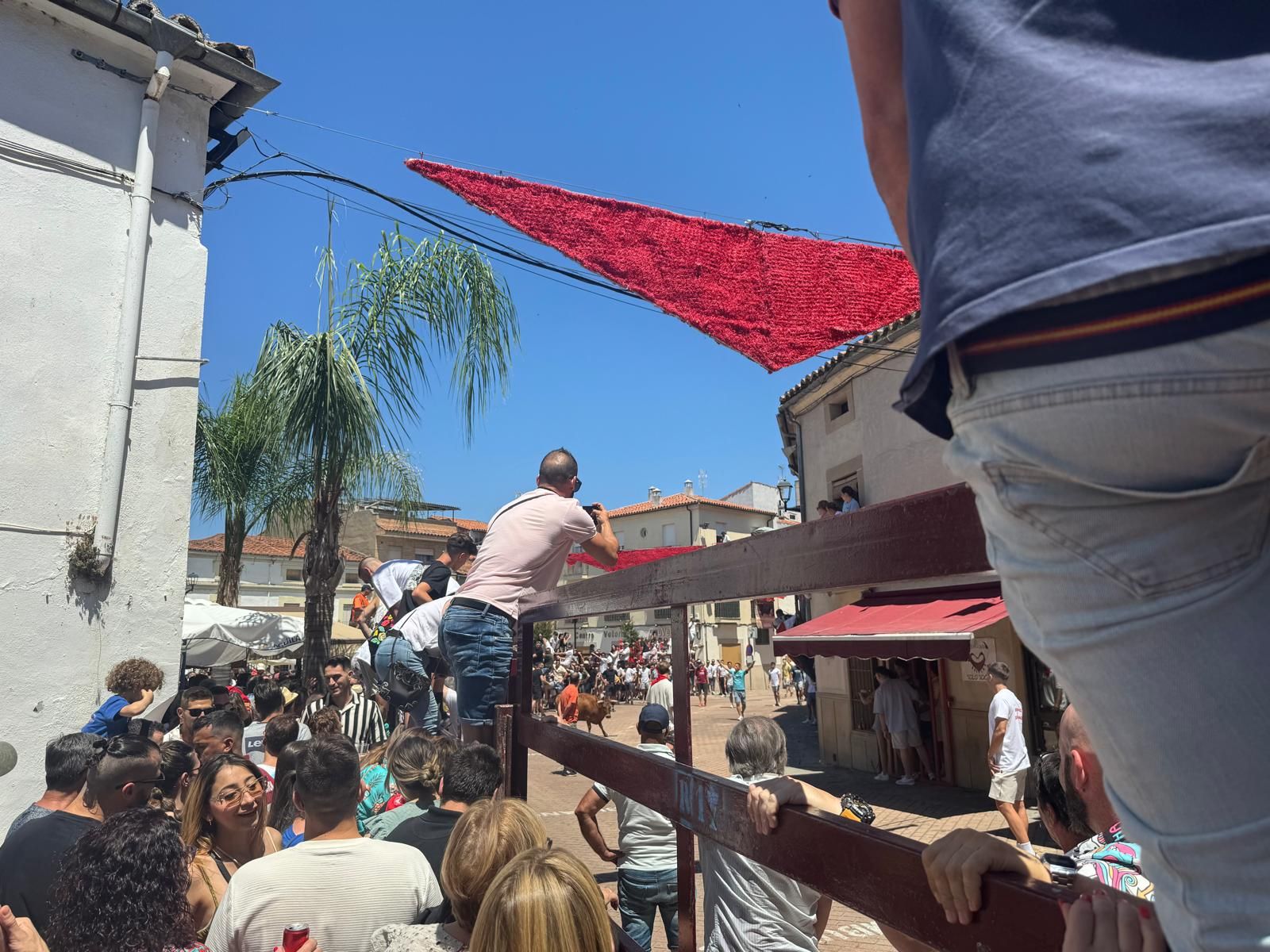 Vaca de la Rana en Coria.