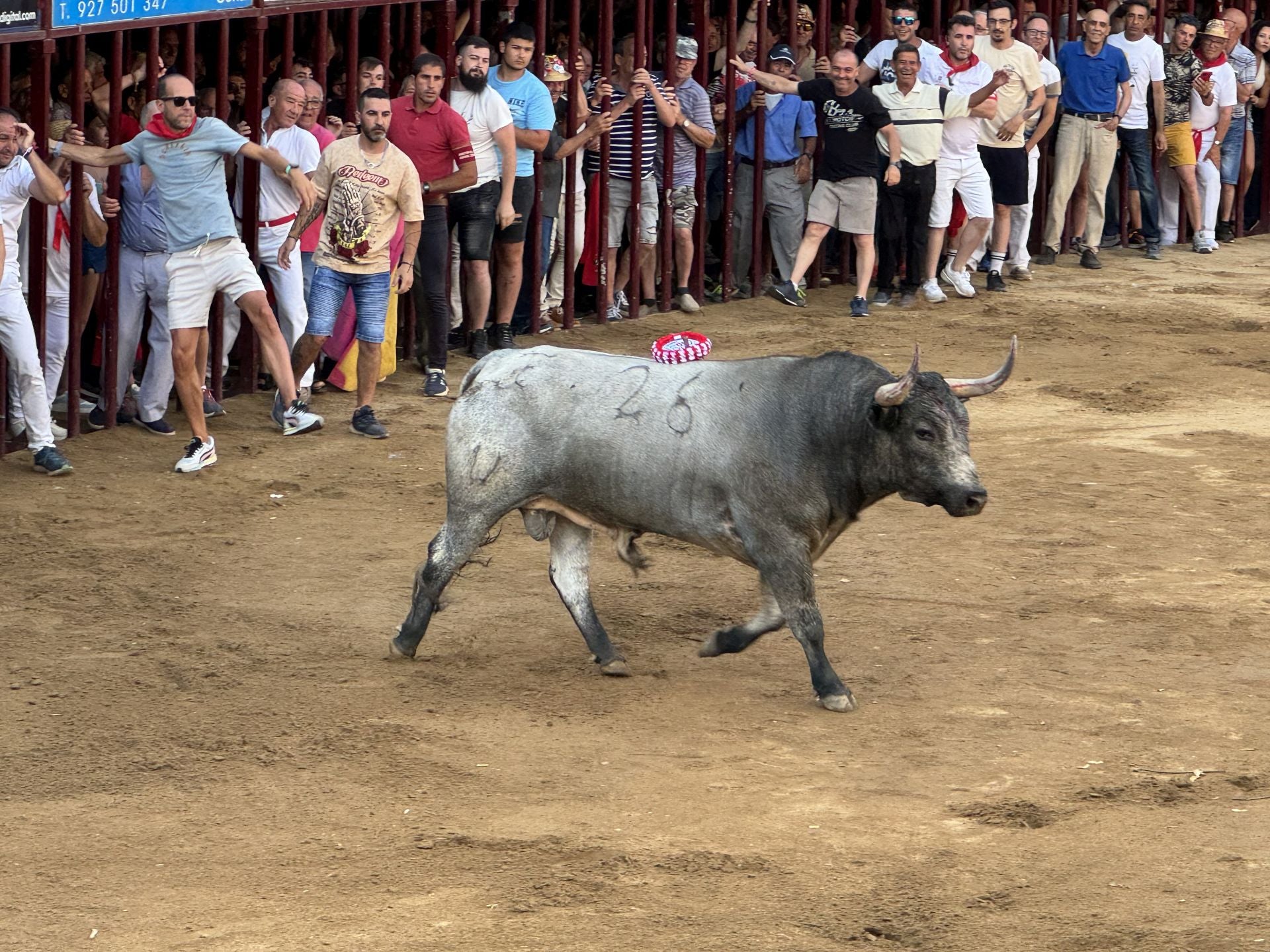 «Segurón» Enciende la Pasión Taurina en San Juan de Coria