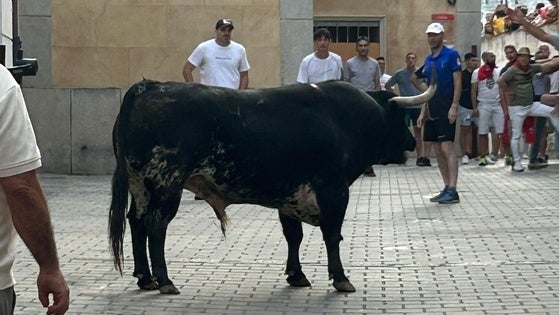 «Malacara» enciende las calles de Coria con una lidia más intensa