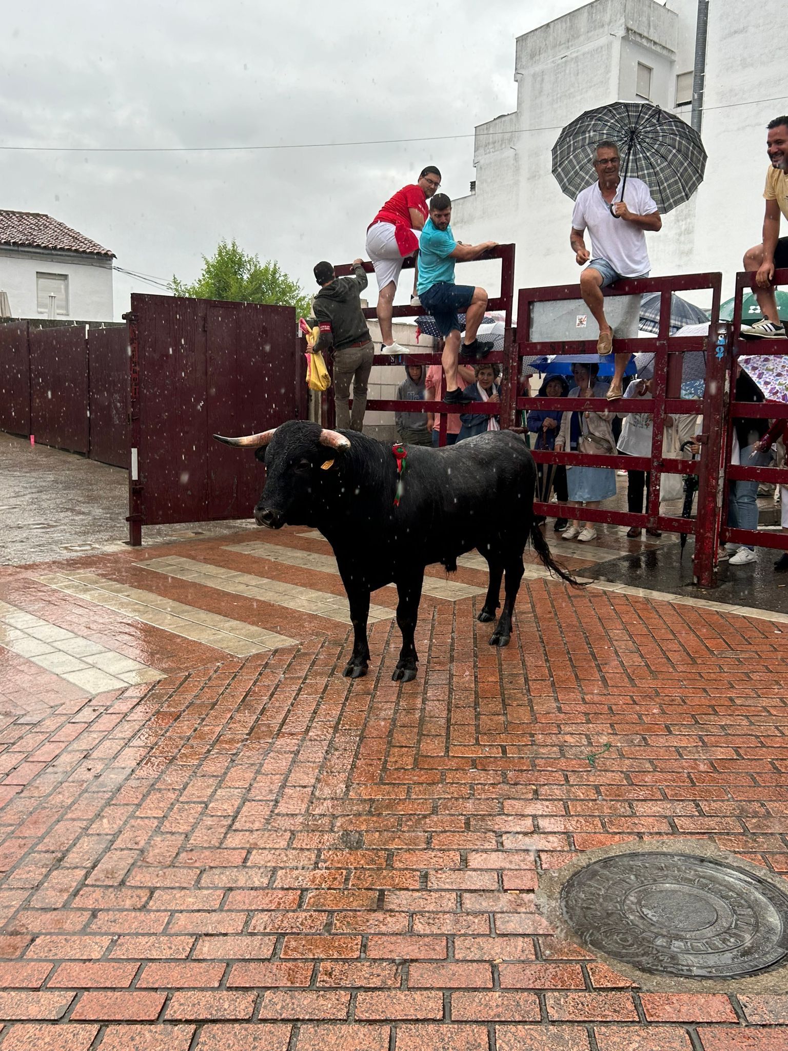 Novillo de promocion juvenil.