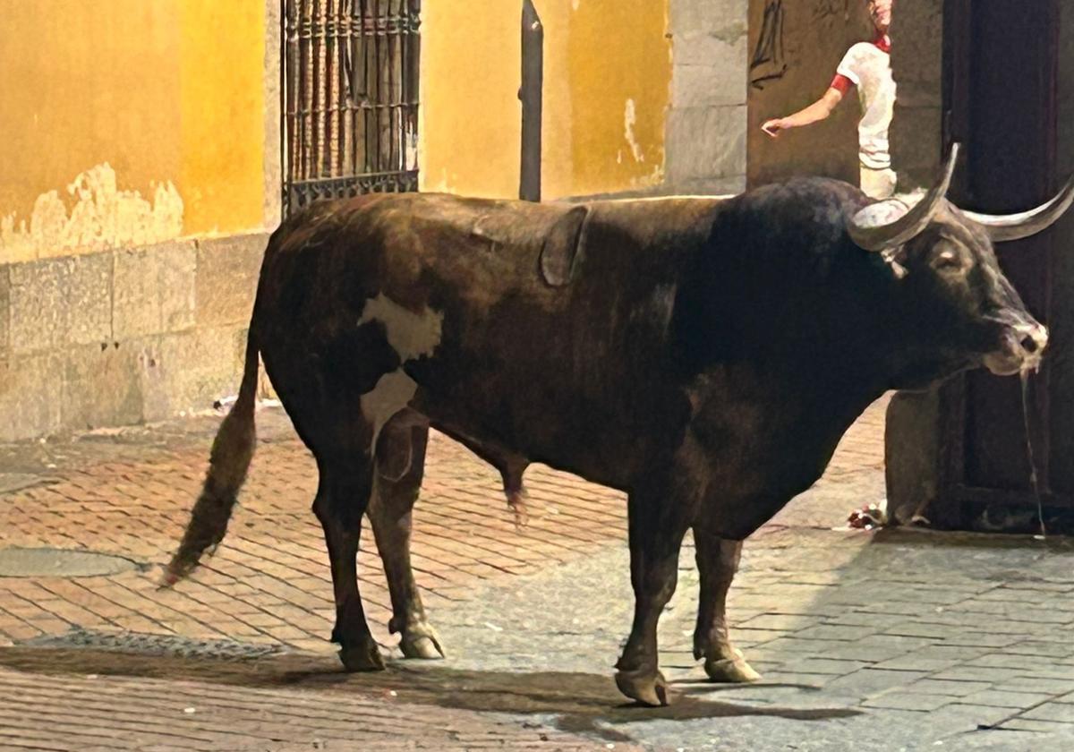 Quimico durante su lidia.