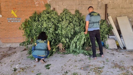 Detenido un hombre de 31 años como responsable de una plantación de marihuana en un paraje de Coria