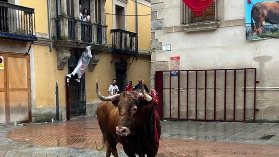 Matamoros, el toro de La Geta, se alza con el XVII Trofeo Sangre Brava de Coria