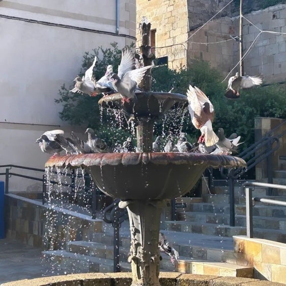 El Ayuntamiento de Coria implementa un servicio de control de la población de palomas