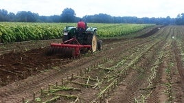 Plantación de tabaco.