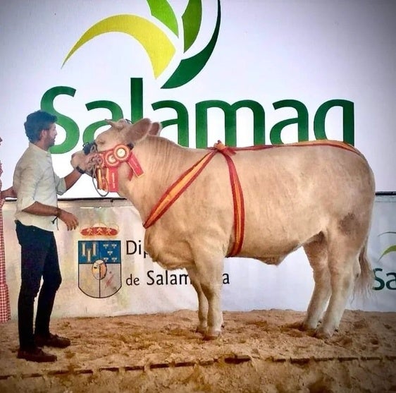 Diego Pizarro triunfa en la Feria Agroganadera de Salamanca 2024 con su charolesa París