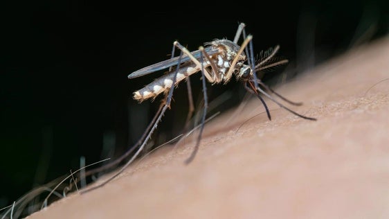 Confirman un nuevo caso de Fiebre del Nilo en animales de Coria