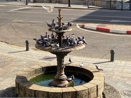 Palomas en Coria.