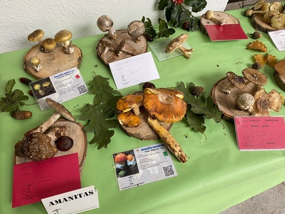 Vive noviembre en Coria con la XVII edición de Coria Sabor Micológico