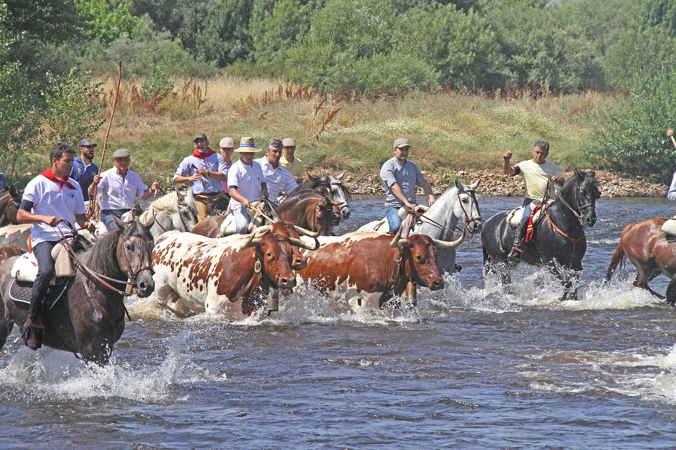 Los capeones acompañados de jinetes cruzando el río
