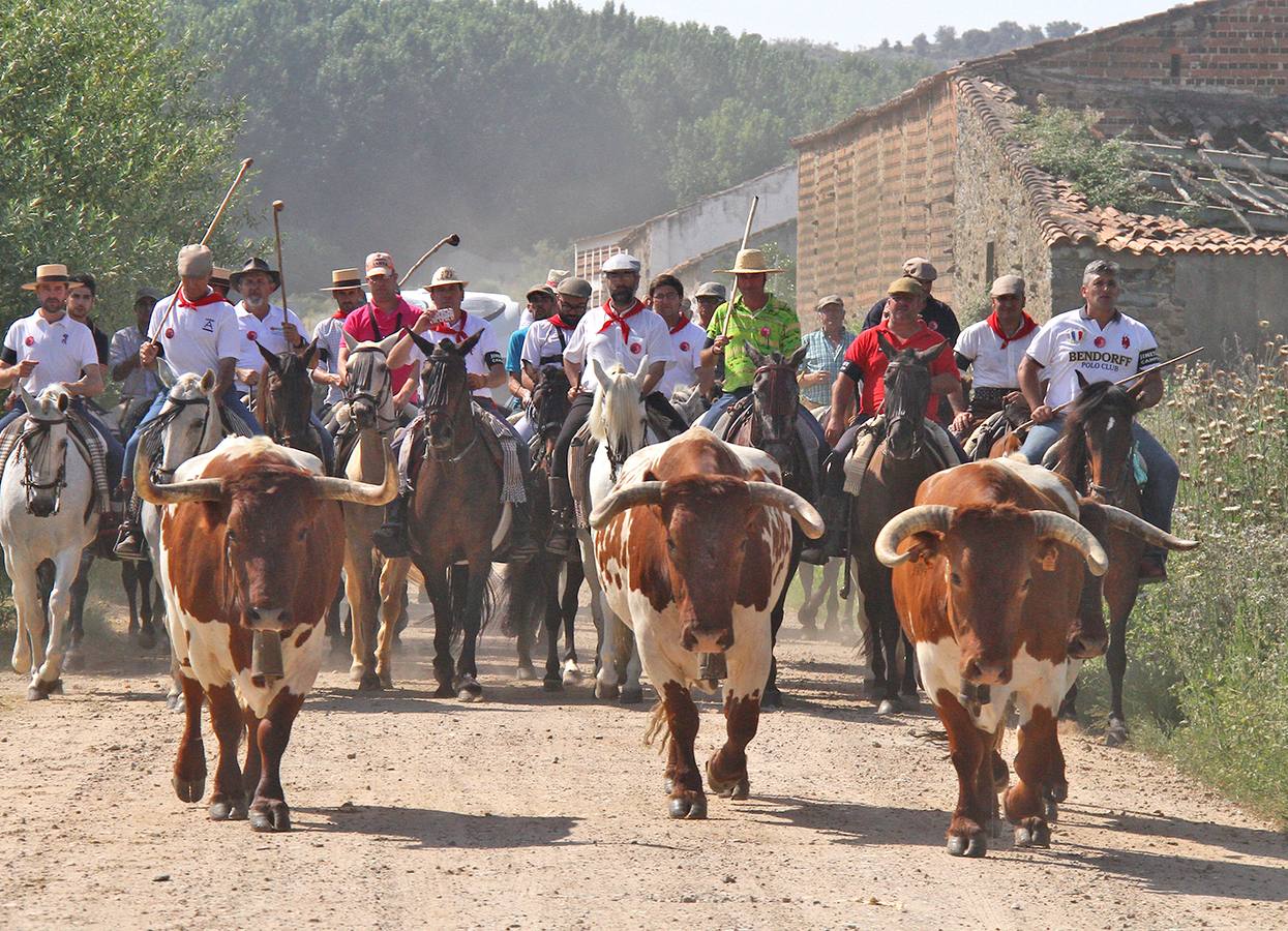 Caballistas conduciendo a los mansos a Coria