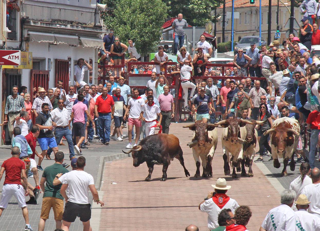 Encierro rápido de Ciervo