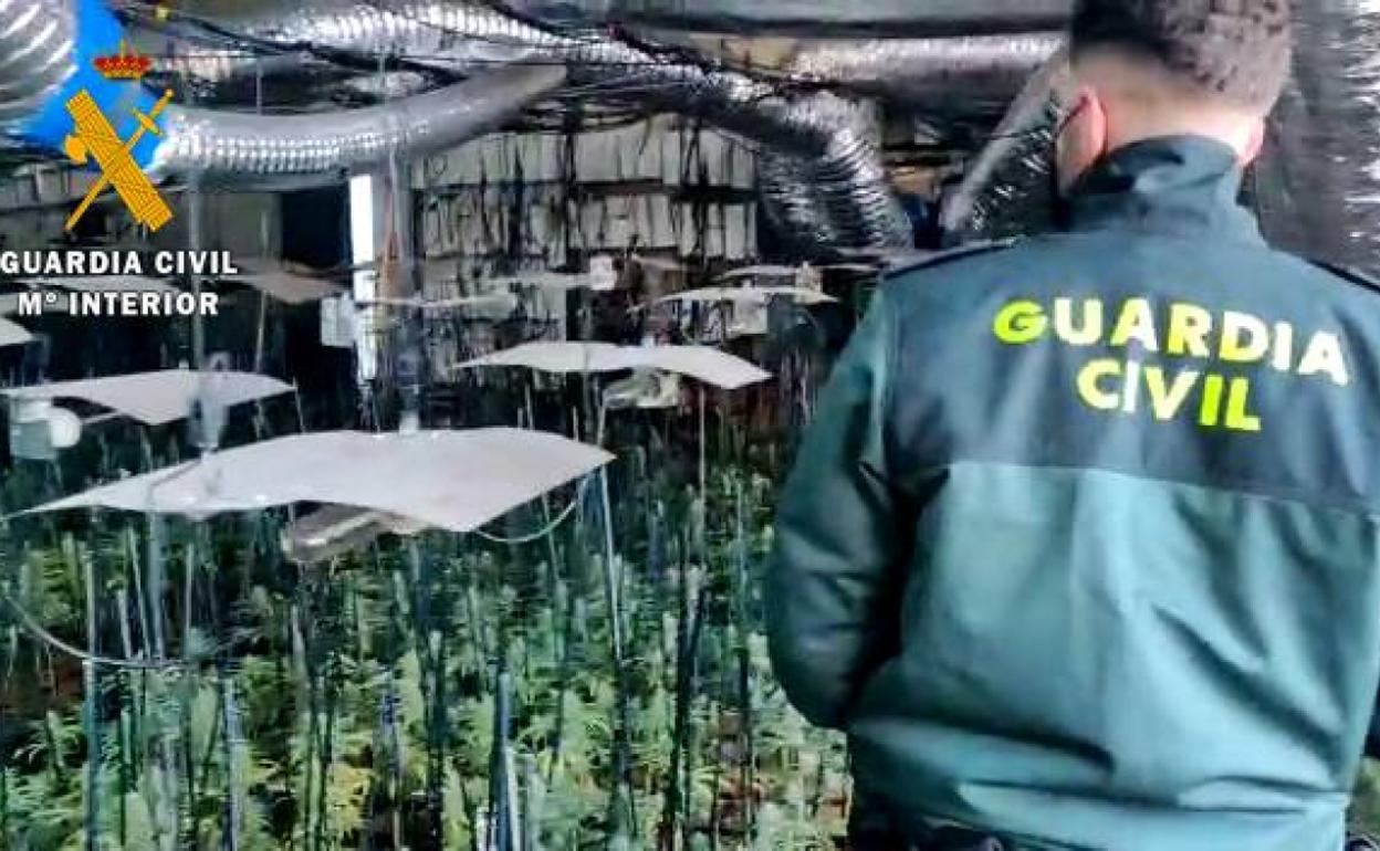La plantación estaba acondicionada como invernadero 'indoor'. 