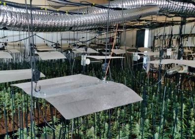 Imagen secundaria 1 - La Guardia Civil desmantela una plantación con 2.000 plantas de marihuana en una parcela de Don Benito