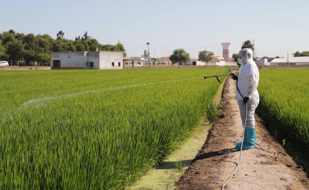 El programa ya llegó el año pasado a la localidad de Hernán Cortés. 