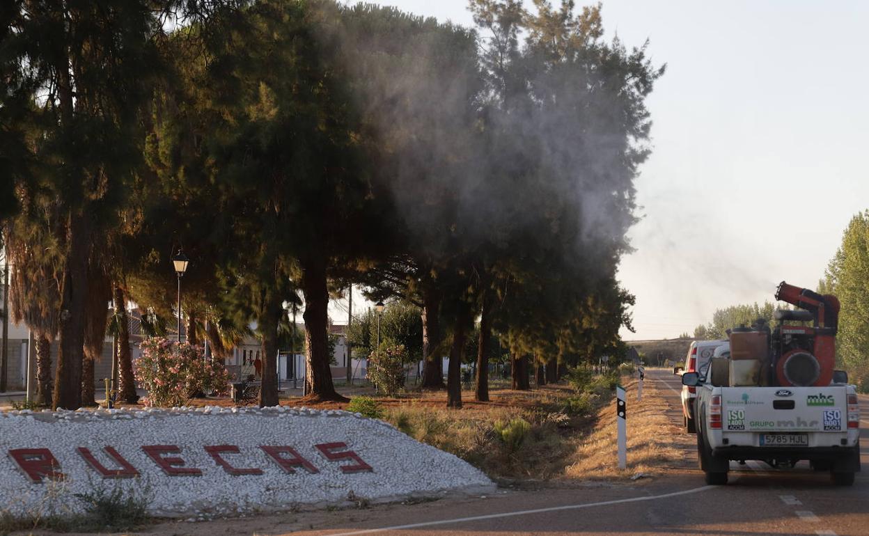 El plan de acción contra los mosquitos volverá a los municipios de Vegas Altas