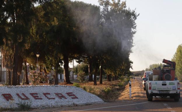 El plan de acción contra los mosquitos volverá a los municipios de Vegas Altas