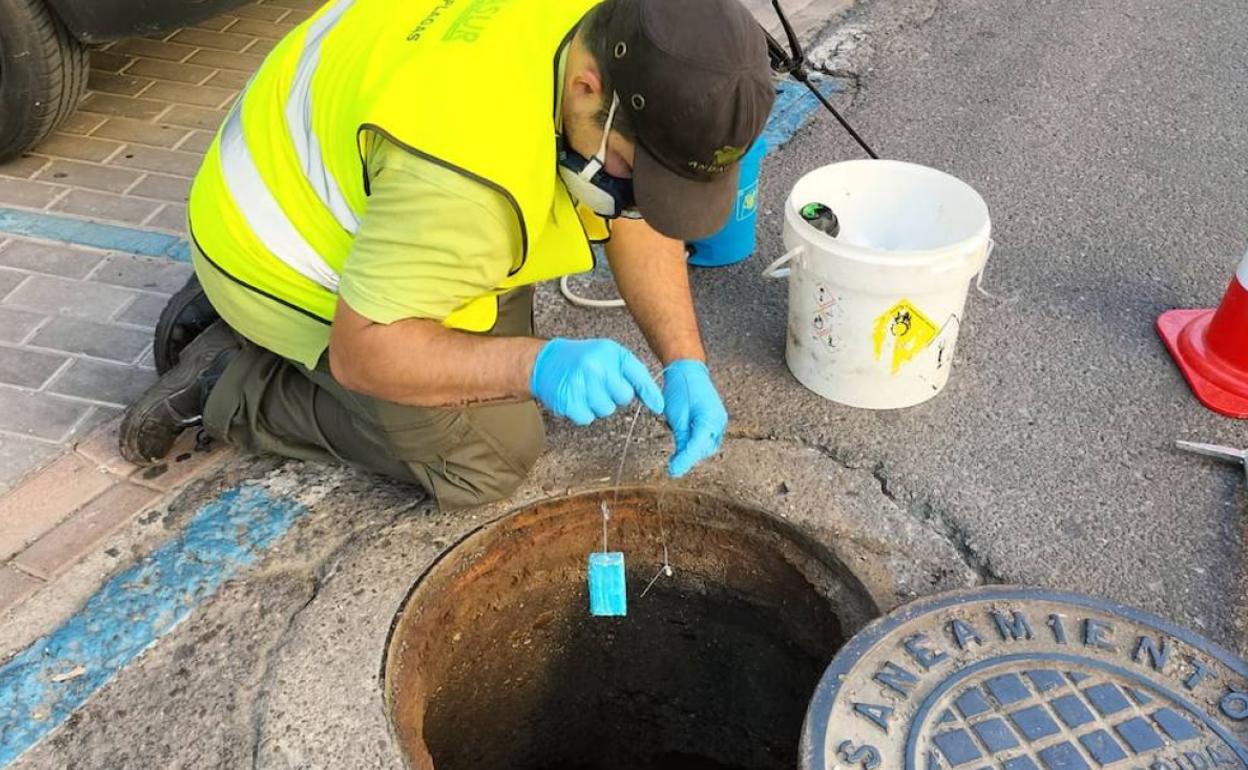 Empresas de sanidad ambiental prevén un repunte crítico de plagas este verano
