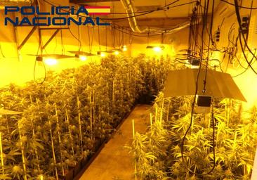 Imagen de la plantación 'indoor' de marihuana en Don Benito.