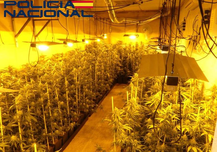 La Policía Nacional desmantela una plantación de marihuana en Don Benito
