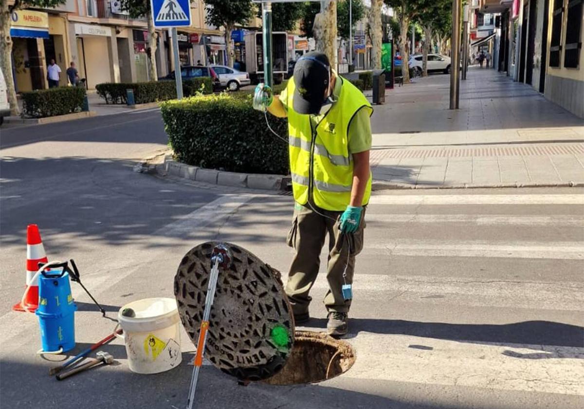 Una empresa tratará de controlar la proliferación de palomas