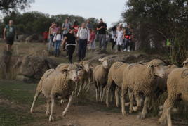 Turismo organiza una ruta para acompañar a 4.125 merinas