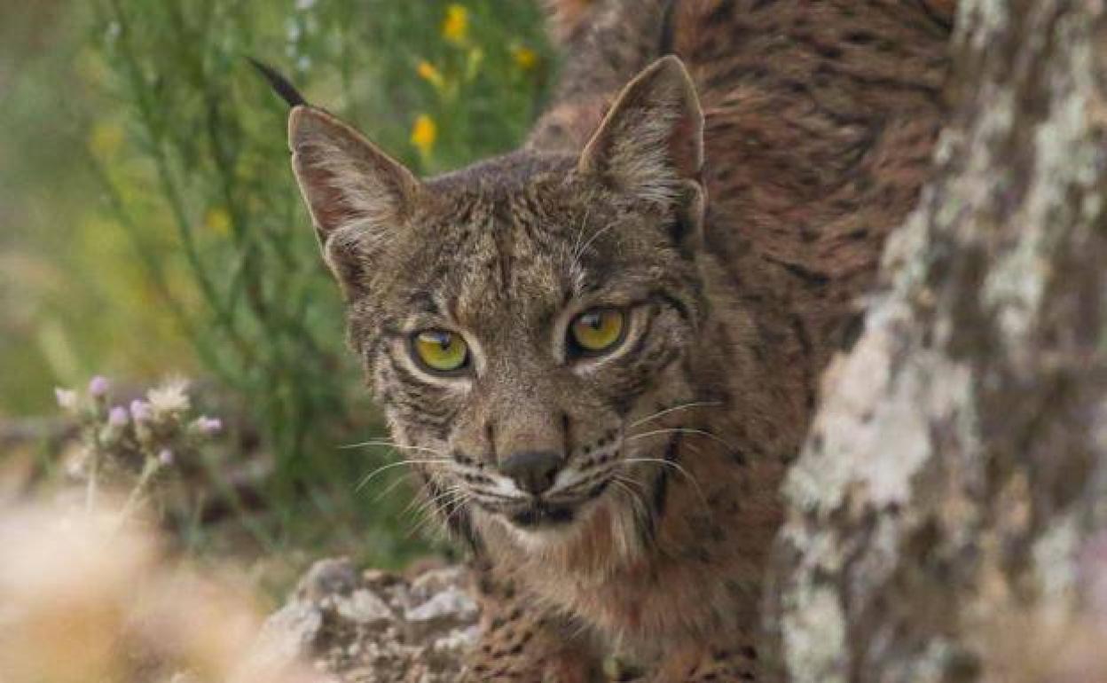 El lince ibérico es una especie en peligro muy alto de extinción.