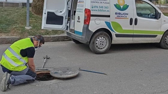 Se realizará un segundo plan de choque contra las cucarachas