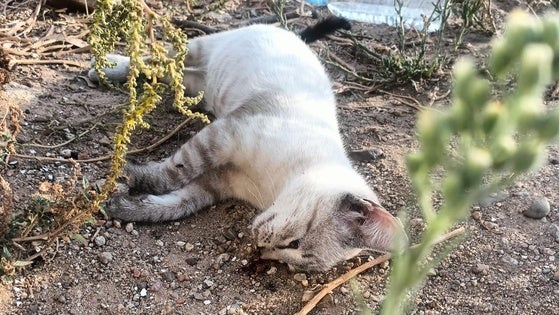 El Seprona investiga la muerte de varios gatos por envenenamiento