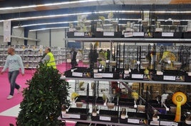 Más de 3.000 ejemplares se dan cita en el Campeonato Regional de Ornitología