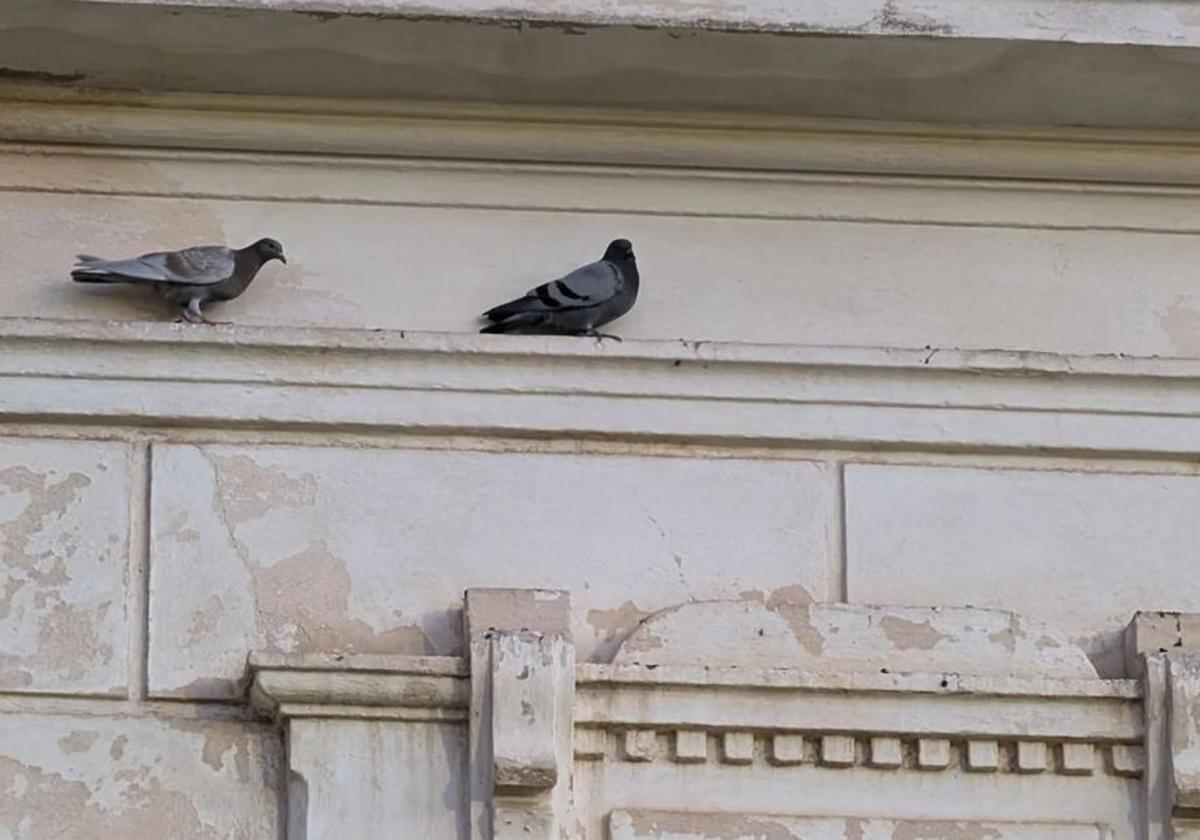 Un número móvil para alertar de la presencia de palomas