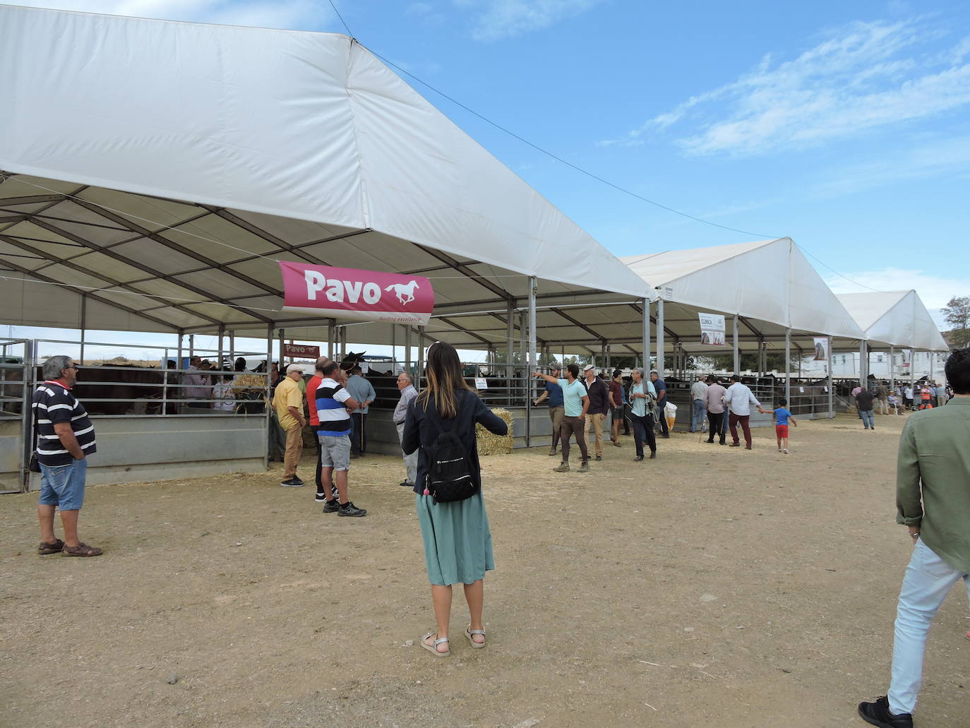 Fotos: FOTOS DE LAS FERIAS Y FIESTAS DE SAN MATEO 2019 - Parte 1