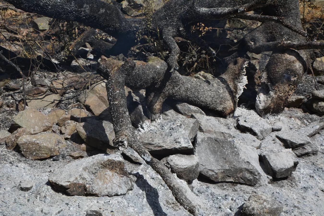 El fuego marca su huella en Nertóbriga 