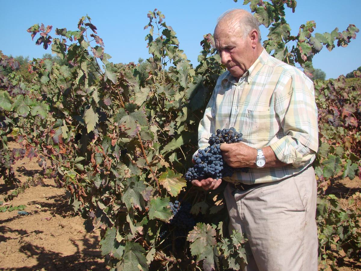 "La viña es muy laboriosa y te tiene que gustar, la tienes que amar. Yo la vivo, es parte de mi"