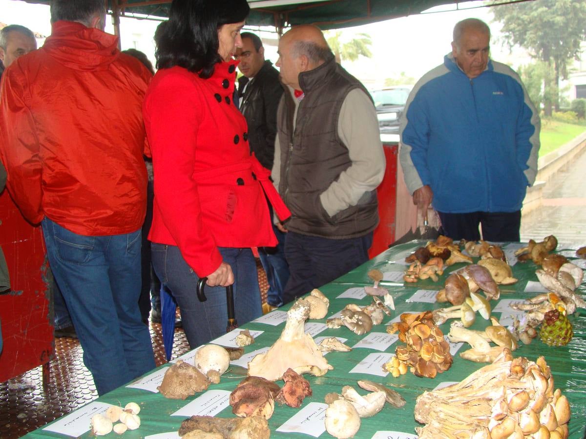 48 especies diferentes se clasificaban en las III Jornadas Micológicas del Barrio Sur