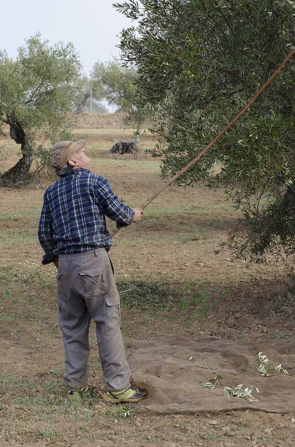 José Luis Jiménez vareando un olivo. JUAN CARLOS DELGADO