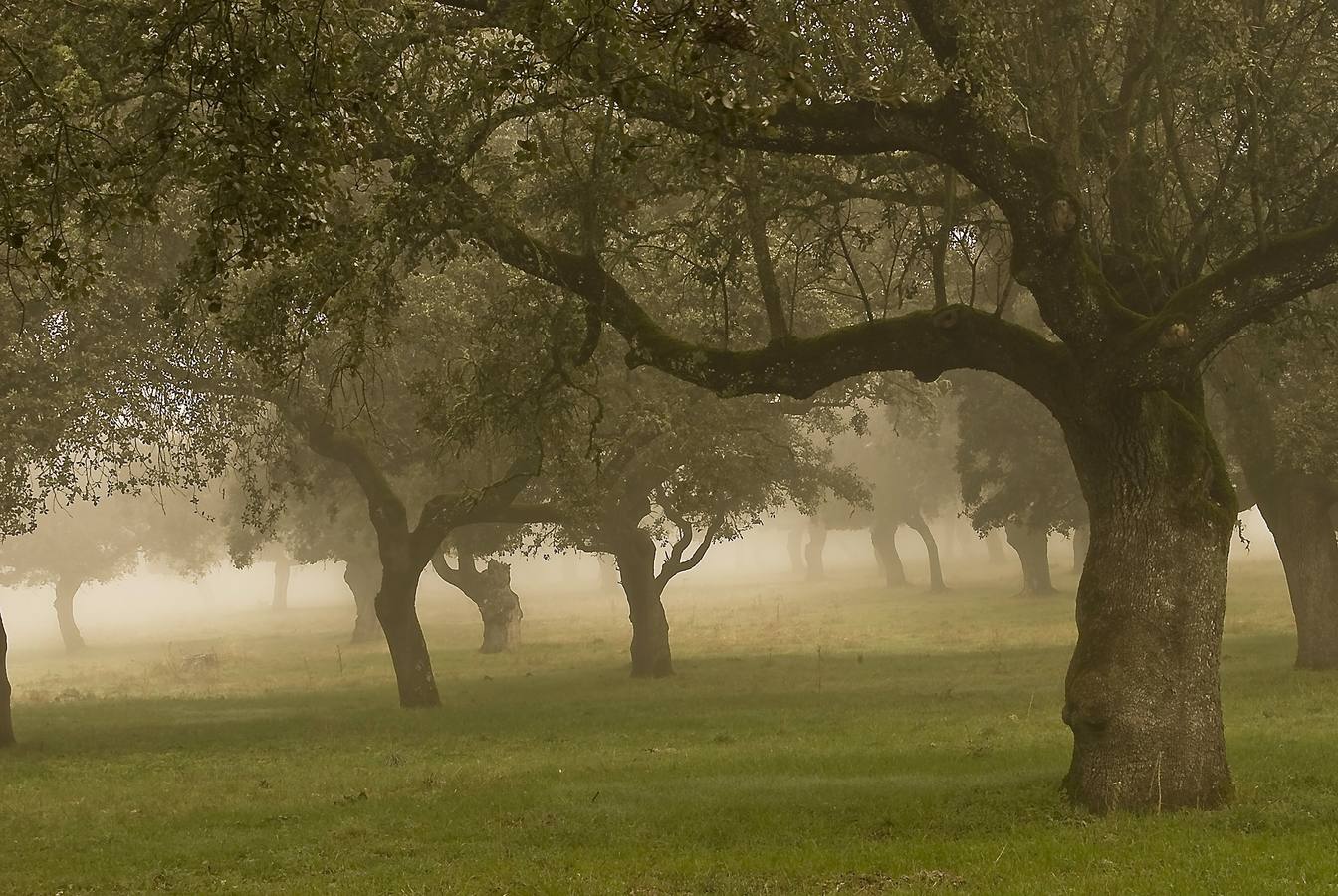 Arboleda de la zona de La Dueña en Fregenal. 