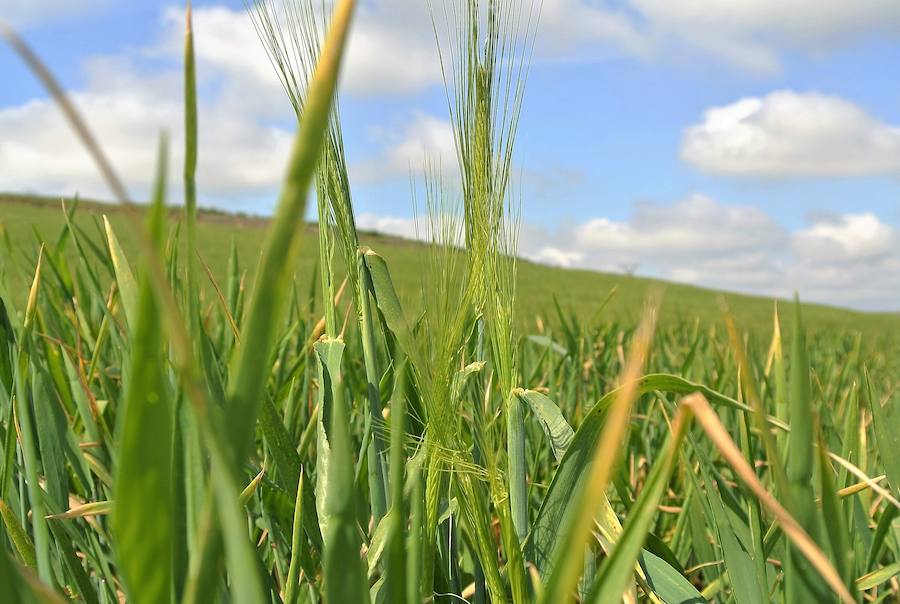 El crecimiento del trigo se está viendo ya afectado. 