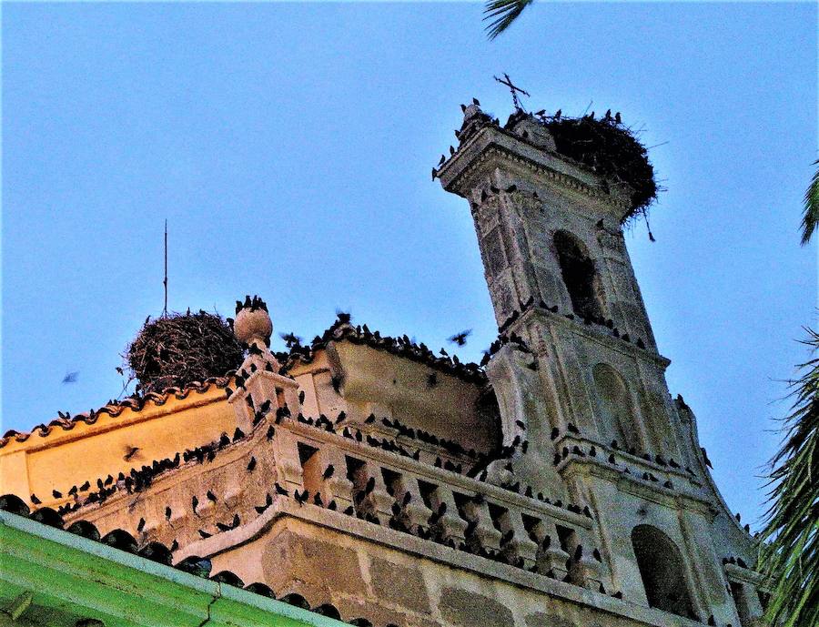 El eco de los pájaros