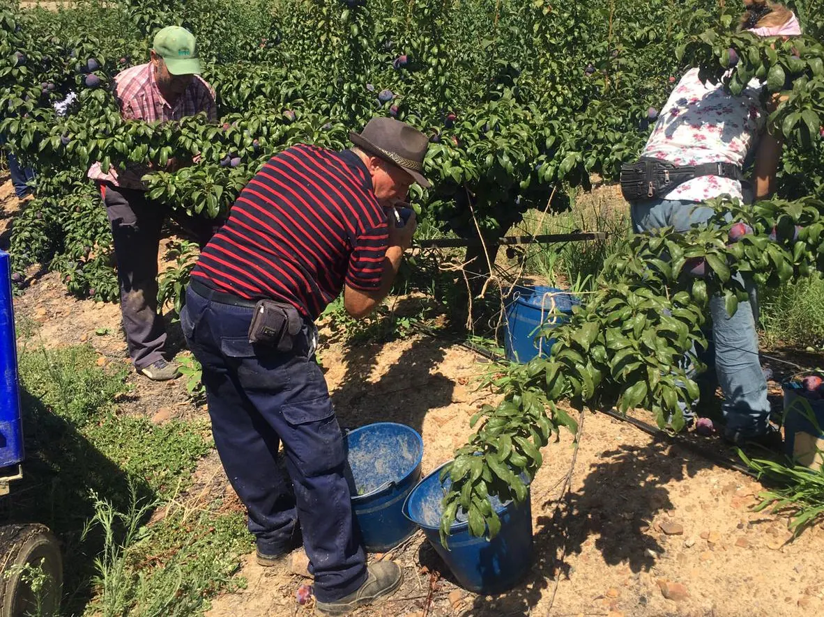 Trabajadores en labores de recolección de la finca municipal AMGSA.