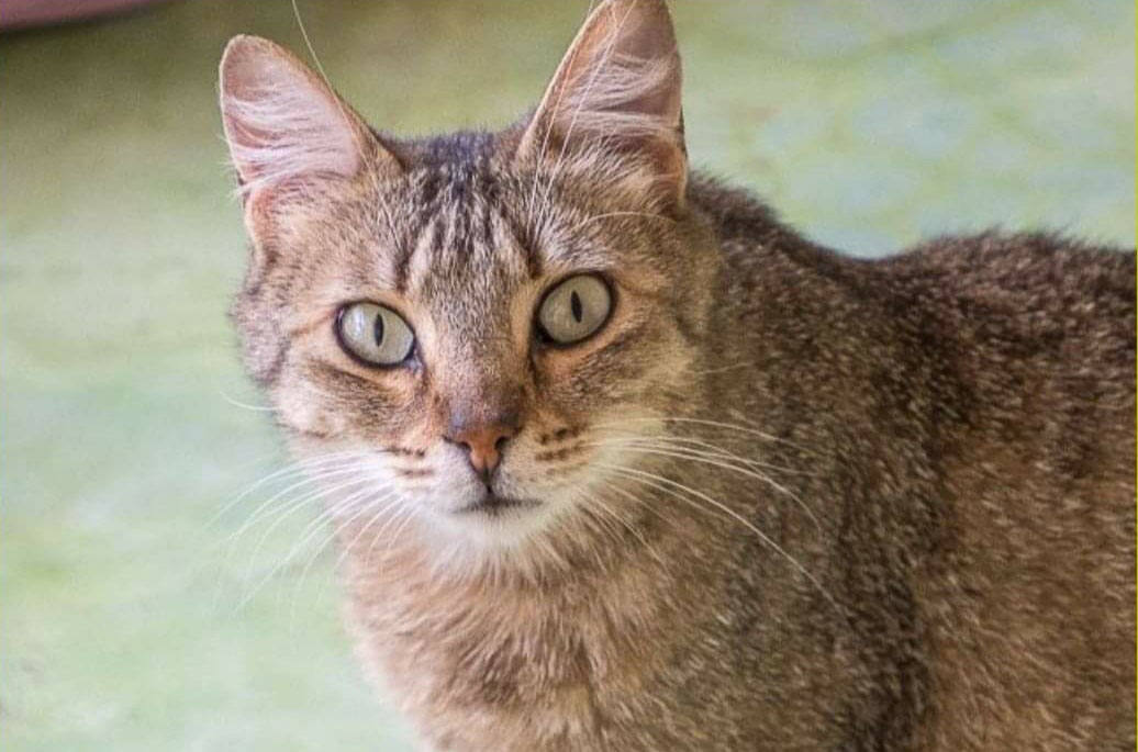 La asociación animalista Míster Gato se presenta el jueves 16 de marzo