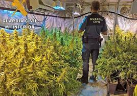 Aspecto del proceso de secado de marihuana.