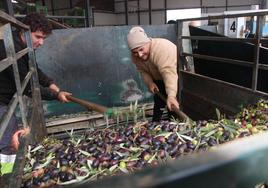 Trabajadores descargando aceitunas en la almazara de la cooperativa San Pedro de Guareña.