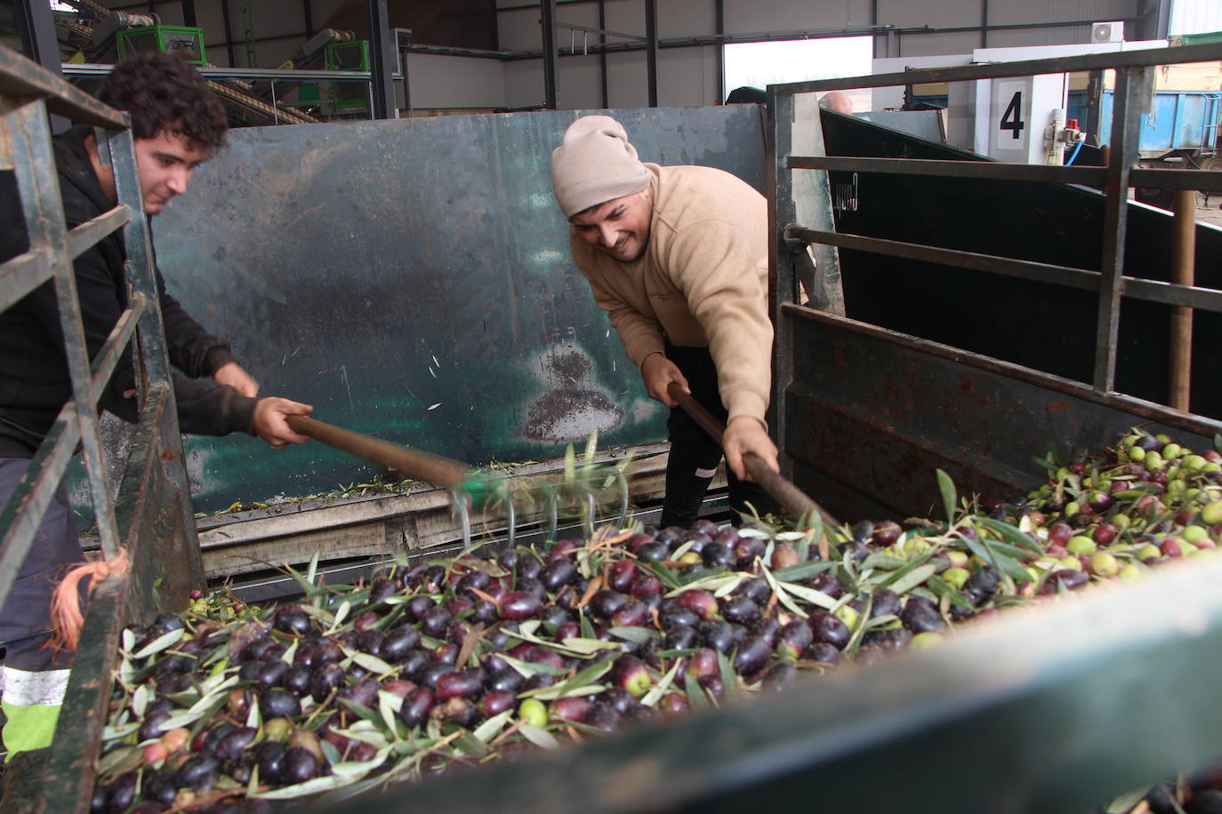 Agricultores descargando aceitunas en la almazara de la cooperativa San Pedro de Guareña.