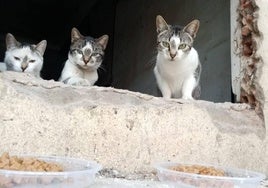 Gatos en la colonia del Teatro Victoria Esperanza esperando su comida.