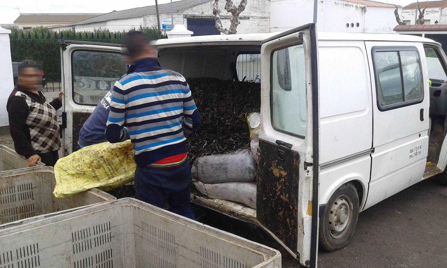 3.830 kilos de aceitunas robadas se recuperan por agentes de la guardería rural, policía local y guardia civil