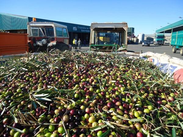 Más de 31 millones de kilos moltura la cooperativa San Pedro con la campaña ya finalizada