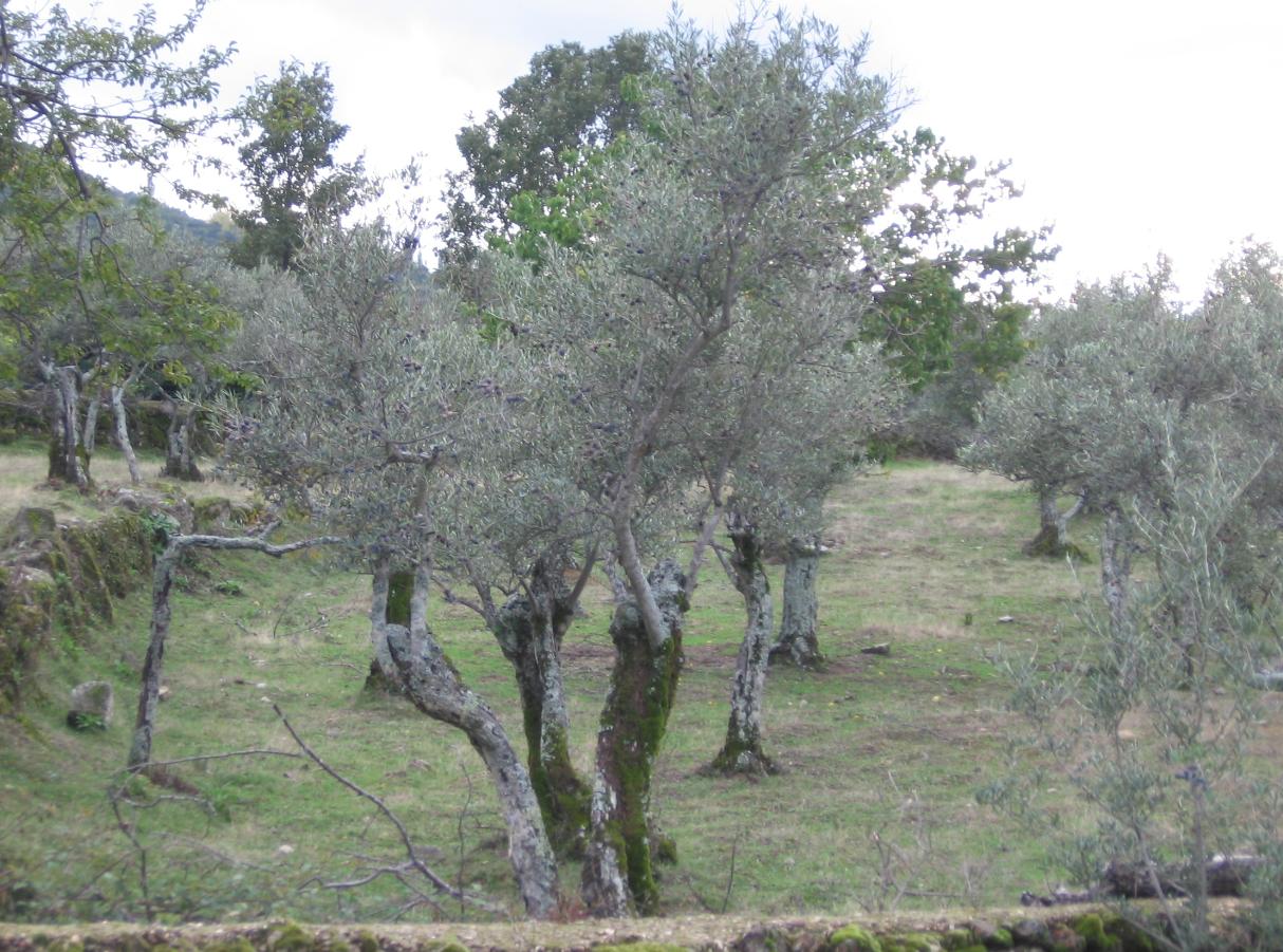 Dos ladrones de Guareña atropellan al dueño de un olivar de Bohonal de Ibor donde robaban aceitunas