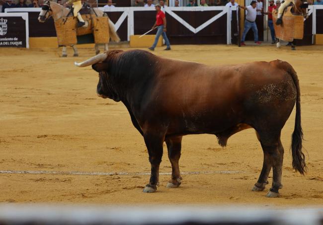 Toro de la Ganaderia Luis Algarra