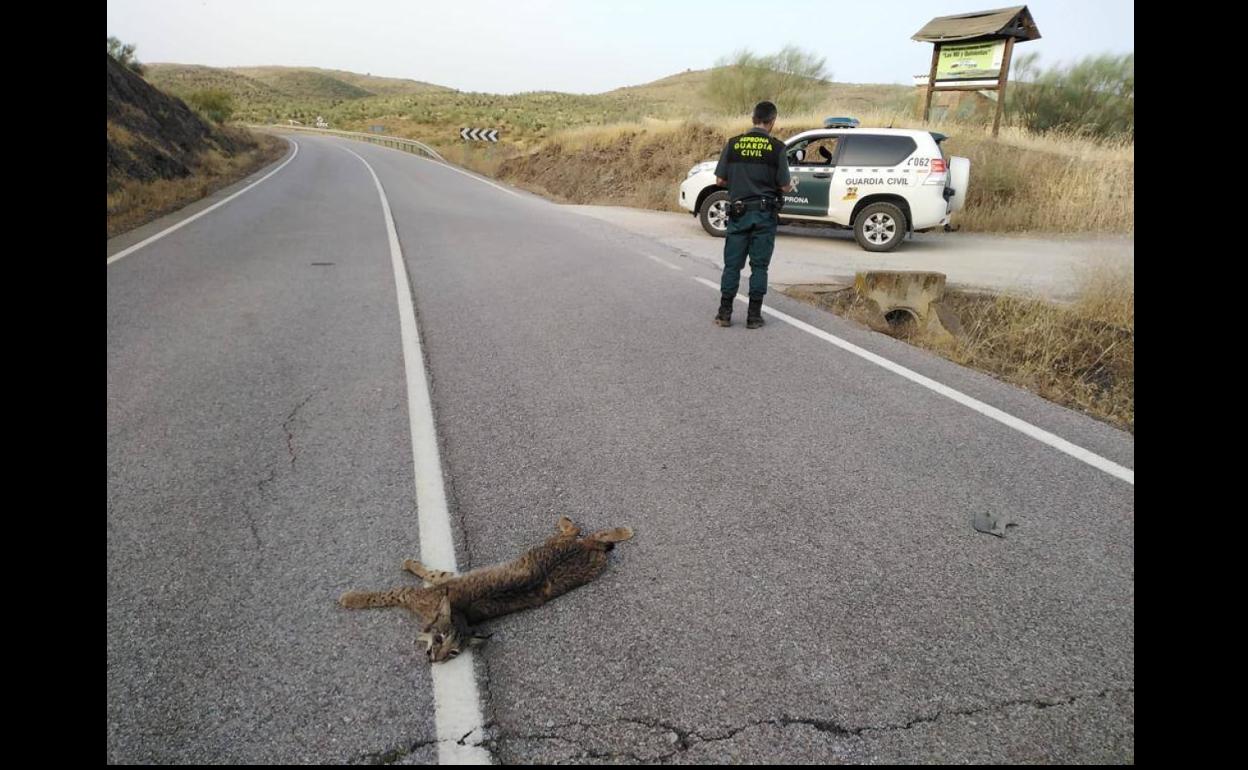 Un cachorro de lince ibérico aparece atropellado en la carretera de Hornachos a Llera